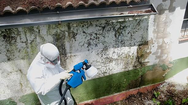 Top rated local Mold Remediation specialists in Greenville, TX